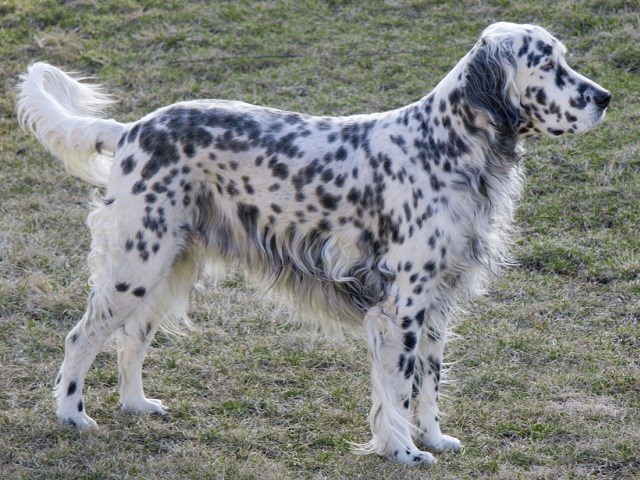 English Setter thumbnail